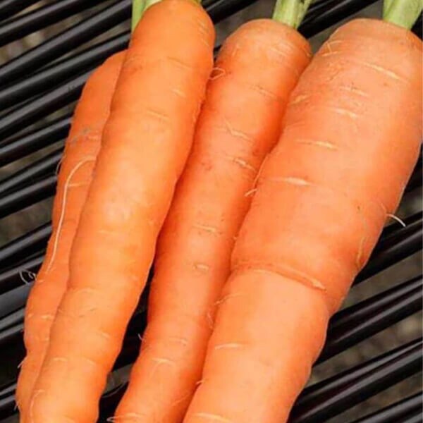 Carrot Seeds - West Coast Seeds